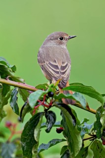 Black redstart (Phoenicurus ochruros), female on dogwood (Cornus sanguinea), sitting, Switzerland