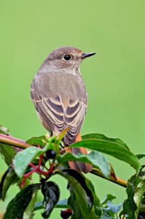 Black redstart (Phoenicurus ochruros), female on dogwood (Cornus sanguinea), sitting, Switzerland
