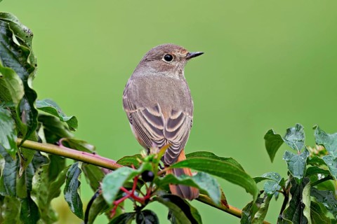 Black redstart (Phoenicurus ochruros), female on dogwood (Cornus sanguinea), sitting, Switzerland