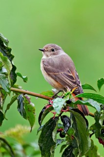 Black redstart (Phoenicurus ochruros), female on dogwood (Cornus sanguinea), sitting, Switzerland