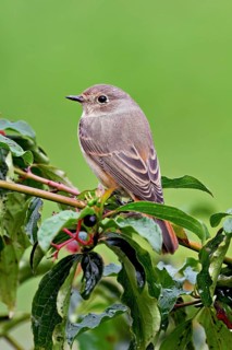 Black redstart (Phoenicurus ochruros), female on dogwood (Cornus sanguinea), sitting, Switzerland