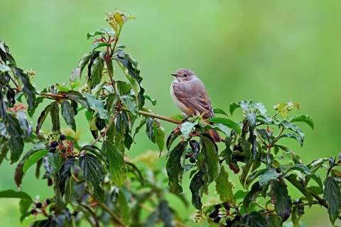 Black redstart (Phoenicurus ochruros), female on dogwood (Cornus sanguinea), sitting, Switzerland