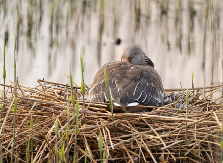 Greylag goose (Anser anser) sitting on the nest and incubating, eyes closed, Lower Saxony, Germany