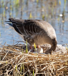 Greylag goose (Anser anser) standing on the nest and turning the eggs, Lower Saxony, Germany