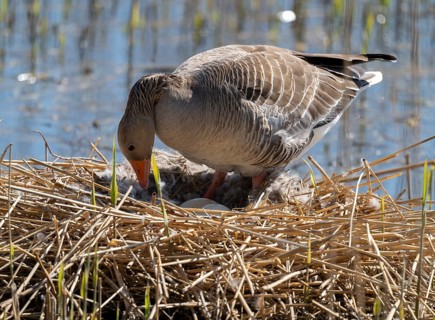 Greylag goose (Anser anser) standing on the nest and turning the eggs, Lower Saxony, Germany