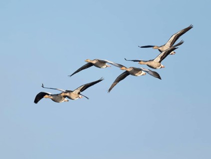 Greylag goose (Anser anser), a flock of greylag geese in flight, blue sky, Lower Saxony, Germany