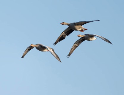 Greylag goose (Anser anser), three greylag geese in flight, blue sky, Lower Saxony, Germany