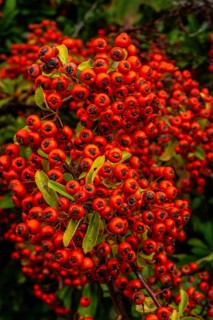 Scarlet firethorn (Pyracantha coccinea) red berrie in Ystad, Skåne county, Sweden, Scandinavia