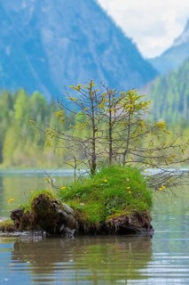 Small conifers growing on a grass-covered tree stump in Lake Dobbiaco, Lake Dobbiaco, Dobbiaco, Val