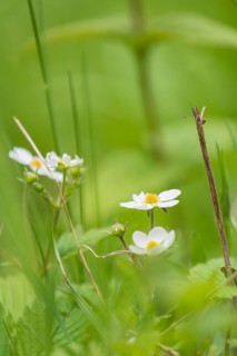 Photograph of a wild strawberry (Fragaria vesca), Höhlenstein Valley, South Tyrol, Italy