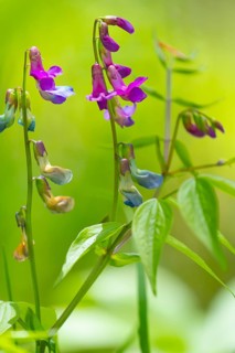 Photograph of a spring pea (Lathyrus vernus), Höhlenstein Valley, South Tyrol, Italy