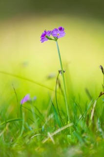Photograph of a flour primrose (Primula farinosa), Toblach, Höhlensteintal, South Tyrol, Italy