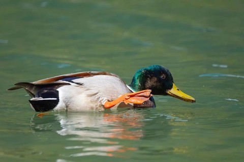 A mallard (Anas platyrhynchos) swimming with its leg raised in Lake Dobbiaco, Dobbiaco, Val di