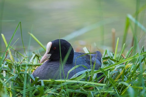 A coot (Fulica atra) sits in the nest on the shore of Lake Toblach, Oblach, Höhlenstein Valley,
