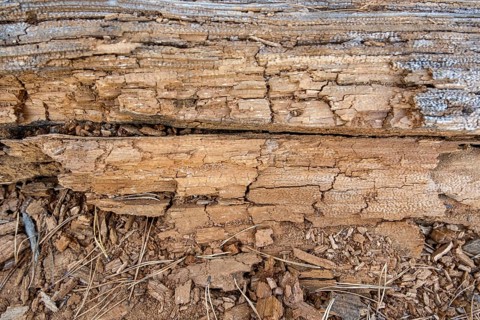 Rotten wood, textured beige background