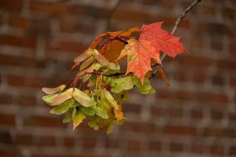 Maple branch with a cluster of diptera against a brick wall