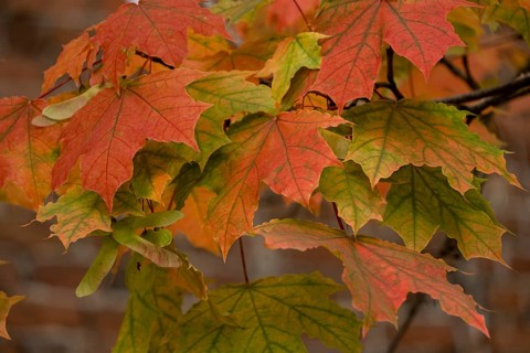 Maple leaves yellow, green, red