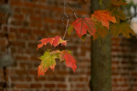 Branch with red maple leaves on a brick wall background, selective focus