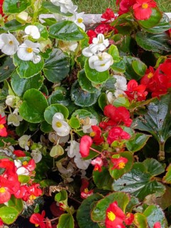 White and red begonia in a flowerbed