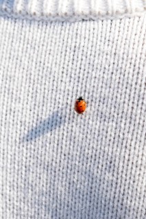 Ladybug on a white knitted jumper, copy space
