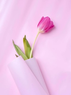 One tulip in a roll of pink paper, close-up, copy space