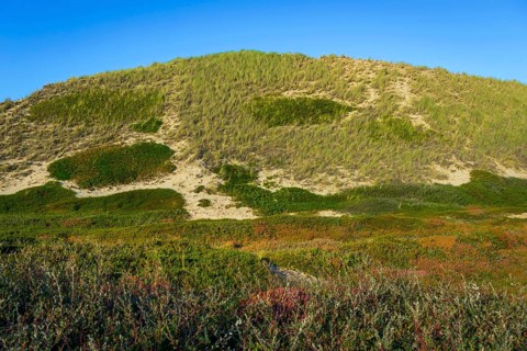 Inland dune, dune with marram grass and heather, North Sea, island, Sylt