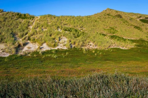 Inland dune, dune with marram grass and heather, North Sea, island, Sylt