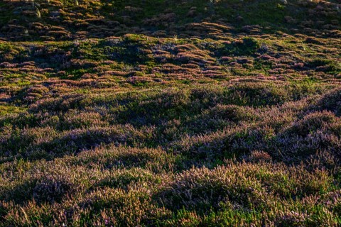 Inland dune, dune, heather, nature reserve, North Sea, island, Sylt