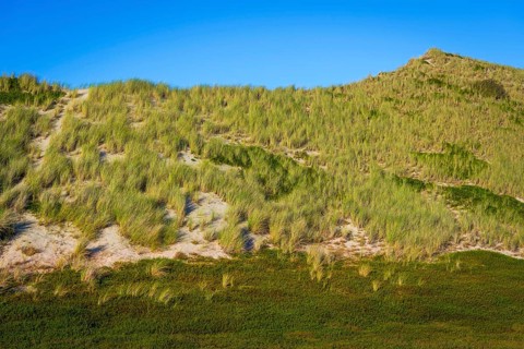 Inland dune, dune with marram grass and heather, North Sea, island, Sylt