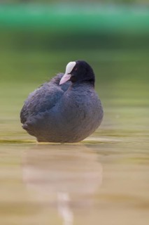 Close-up of a coot (Fulica atra) standing in the shallow water of Lake Dürrensee, Dolomites, South