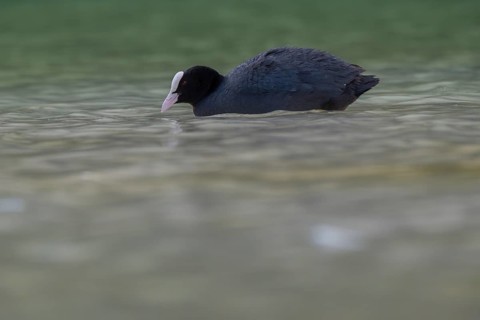 Close-up of a coot (Fulica atra) swimming in the shallow waters of Lake Dürrensee, Dolomites, South