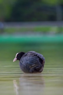 Close-up of a coot (Fulica atra) standing in the shallow water of Lake Dürrensee, Dolomites, South