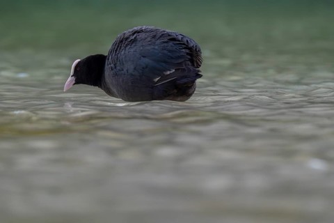Close-up of a coot (Fulica atra) standing in the shallow water of Lake Dürrensee, Dolomites, South