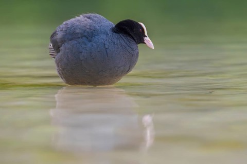 Close-up of a coot (Fulica atra) standing in the shallow water of Lake Dürrensee, Dolomites, South