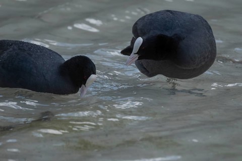 Close-up of two coots (Fulica atra) standing in the shallow water of Lake Dürrensee, Dolomites,