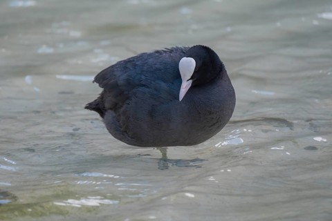 Close-up of a coot (Fulica atra) standing in the shallow water of Lake Dürrensee, Dolomites, South