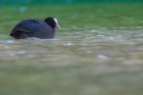 Close-up of a coot (Fulica atra) swimming in the shallow waters of Lake Dürrensee, Dolomites, South