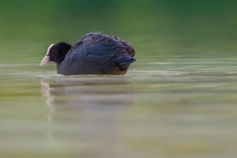 Close-up of a coot (Fulica atra) swimming in the shallow waters of Lake Dürrensee, Dolomites, South