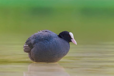 Close-up of a coot (Fulica atra) standing in the shallow water of Lake Dürrensee, Dolomites, South