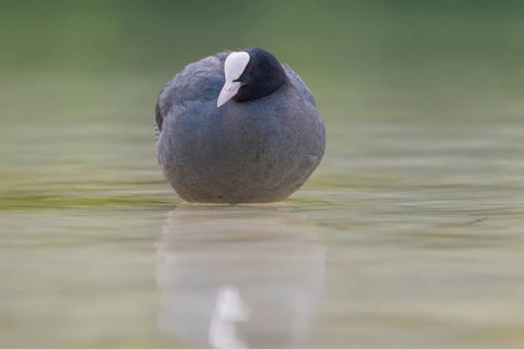 Close-up of a coot (Fulica atra) standing in the shallow water of Lake Dürrensee, Dolomites, South