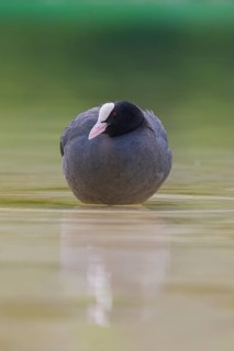 Close-up of a coot (Fulica atra) standing in the shallow water of Lake Dürrensee, Dolomites, South