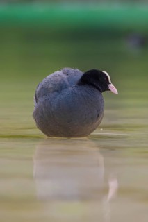 Close-up of a coot (Fulica atra) standing in the shallow water of Lake Dürrensee, Dolomites, South