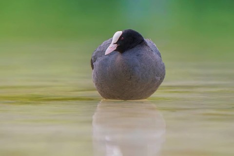 Close-up of a coot (Fulica atra) standing in the shallow water of Lake Dürrensee, Dolomites, South