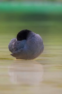 Close-up of a coot (Fulica atra) standing in the shallow water of Lake Dürrensee and sticking its