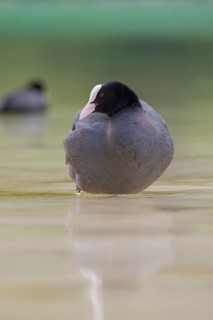 Close-up of a coot (Fulica atra) standing in the shallow water of Lake Dürrensee, Dolomites, South