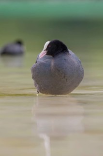 Close-up of a coot (Fulica atra) standing in the shallow water of Lake Dürrensee, Dolomites, South