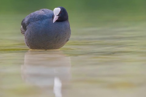 Close-up of a coot (Fulica atra) standing in the shallow water of Lake Dürrensee, Dolomites, South