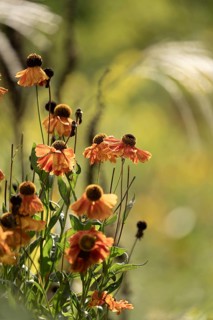 Sunflower (Helenium autumnale), faded orange flower heads with hanging flowers, backlit with an