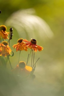 Sunflower (Helenium hybridum), faded orange flower heads with drooping petals, atmospheric play of