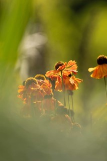 Sunflower (Helenium hybridum), faded orange flower heads with drooping petals, atmospheric play of